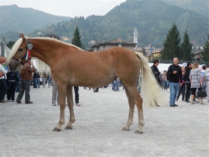 Cavallo | Celestina