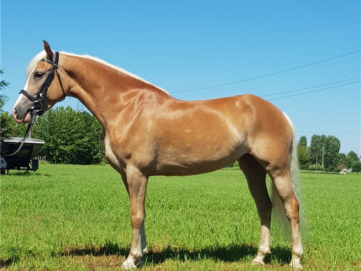 Cavallo | Bijou
