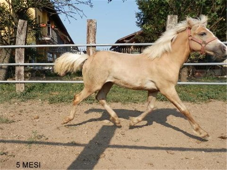 Cavallo | Soley