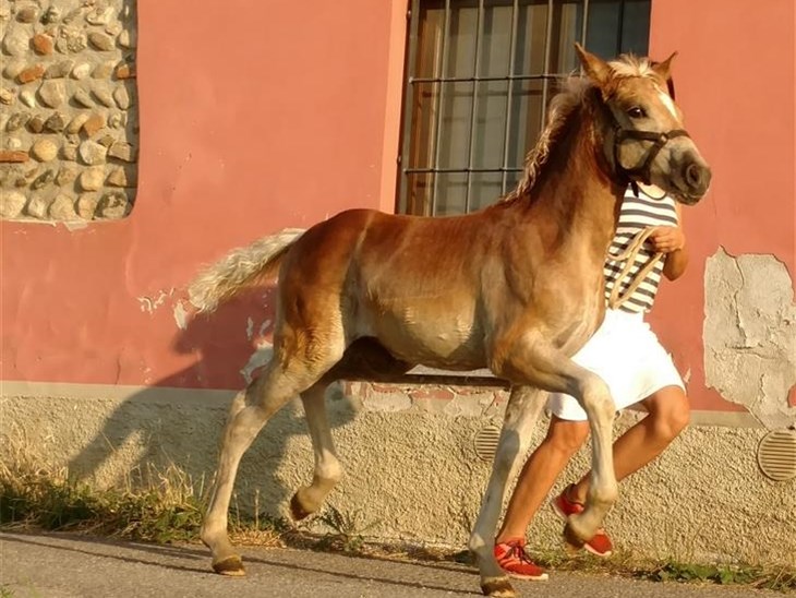 Cavallo | Arien
