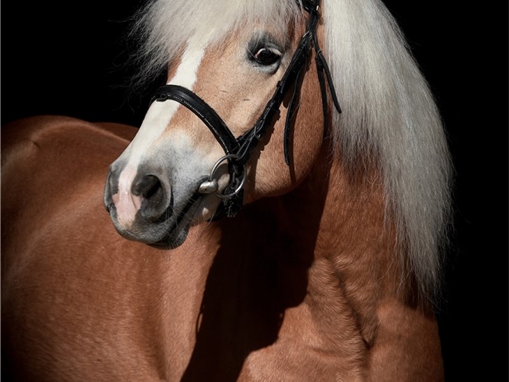 Cavallo | Liz Memphis