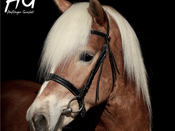 Cavallo | Liz Arturo