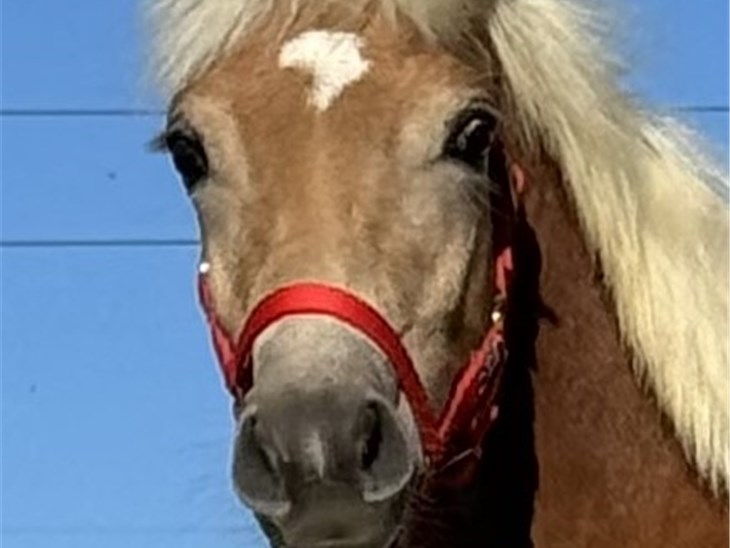 Cavallo | Will