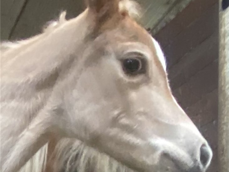 Cavallo | Levante