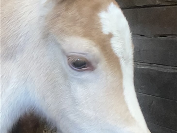 Cavallo | Mia